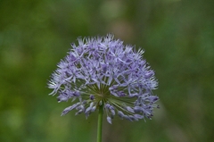 Allium hollandicum