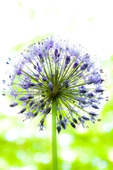 Allium hollandicum