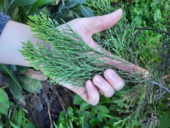 Veronica cupressoides
