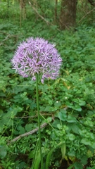 Allium hollandicum