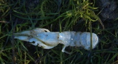Upogebia