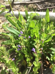 Scutellaria parvula australis
