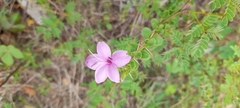 Barleria mysorensis