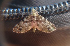 Pasiphila bilineolata