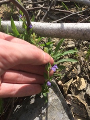 Scutellaria parvula australis
