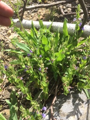 Scutellaria parvula australis