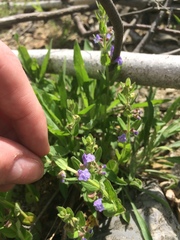Scutellaria parvula australis