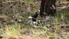 Sciurus aberti kaibabensis