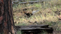 Sciurus aberti kaibabensis