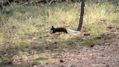 Sciurus aberti kaibabensis