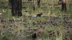 Sciurus aberti kaibabensis