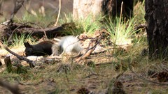 Sciurus aberti kaibabensis