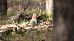 Sciurus aberti kaibabensis