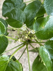 Jatropha vernicosa