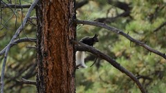Sciurus aberti kaibabensis