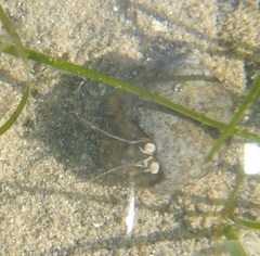 Diogenes brevirostris