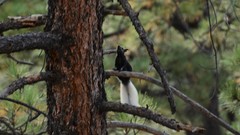 Sciurus aberti kaibabensis