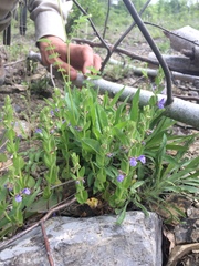 Scutellaria parvula australis