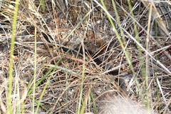 Coluber constrictor paludicola
