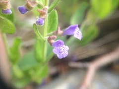 Scutellaria parvula australis