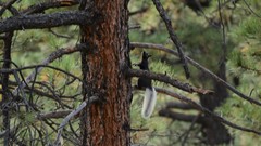 Sciurus aberti kaibabensis