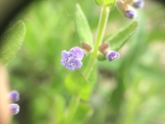 Scutellaria parvula australis