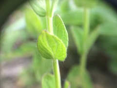 Scutellaria parvula australis