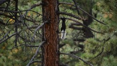 Sciurus aberti kaibabensis