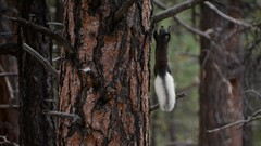 Sciurus aberti kaibabensis