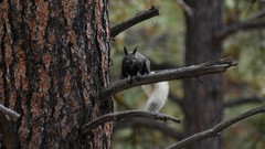 Sciurus aberti kaibabensis