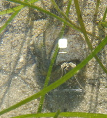 Diogenes brevirostris