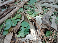 Corybas diemenicus