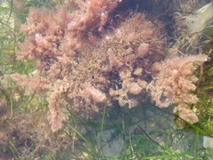 Aristothamnion