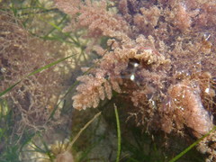 Aristothamnion
