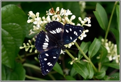 Limenitis reducta reducta