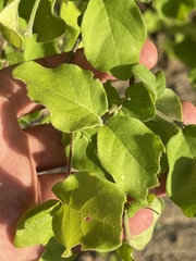 Malpighia diversifolia