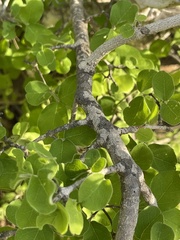 Malpighia diversifolia