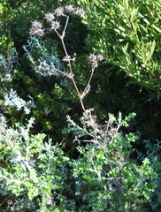 Berkheya heterophylla