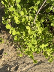 Malpighia diversifolia