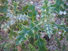 Berkheya heterophylla