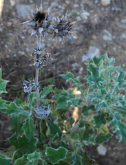 Berkheya heterophylla