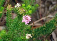 Phylica gnidioides
