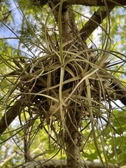 Tillandsia ferrisiana