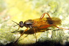 Benhamyia apicalis