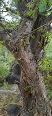 Albizia amara