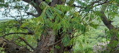 Albizia amara