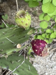 Opuntia bravoana