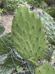 Opuntia bravoana