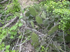 Opuntia bravoana