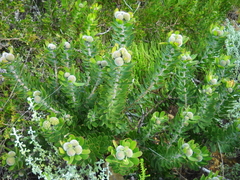 Leucospermum praecox